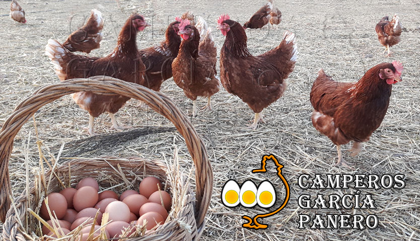 Huevos camperos de gallinas criadas en libertad.