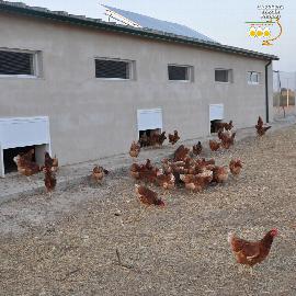 ¿De donde provienen los huevos camperos?            El huevo campero proviene de gallinas que son criadas en libertad.